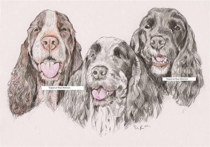 Mine tegninger - Dem i farve - Cocker Spaniels billede 16