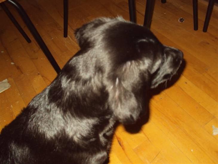 {{currentPhoto.altText}} billede {{currentPhoto.number}}