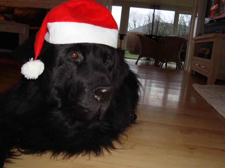 Bamses jul og nytår 2009 billede 1