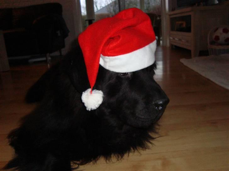 Bamses jul og nytår 2009 billede 2