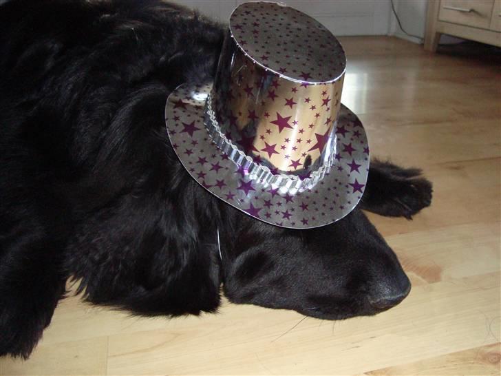 Bamses jul og nytår 2009 billede 3