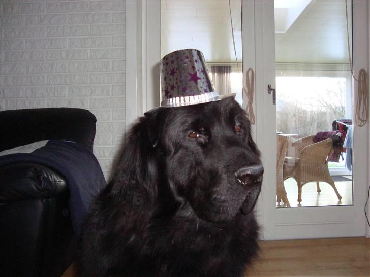 Bamses jul og nytår 2009 billede 4