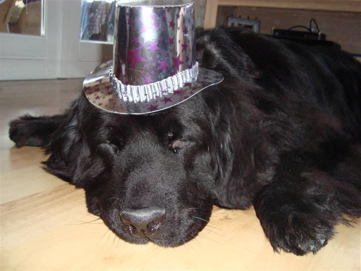 Bamses jul og nytår 2009 billede 5