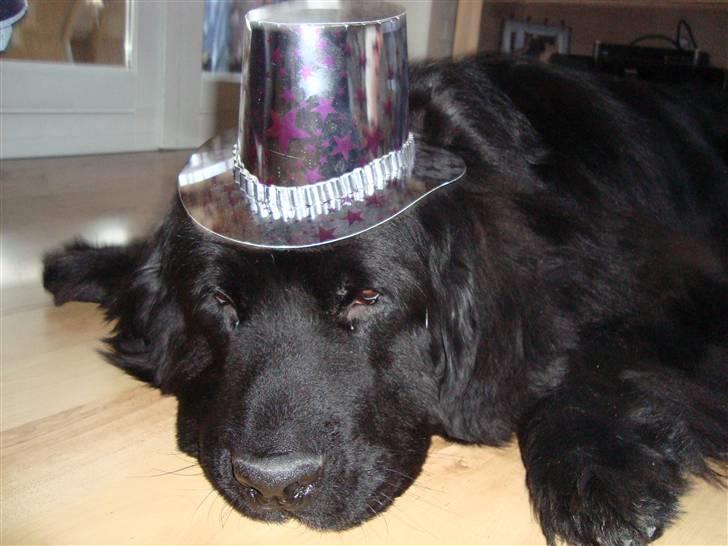 Bamses jul og nytår 2009 billede 6