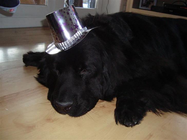 Bamses jul og nytår 2009 billede 7