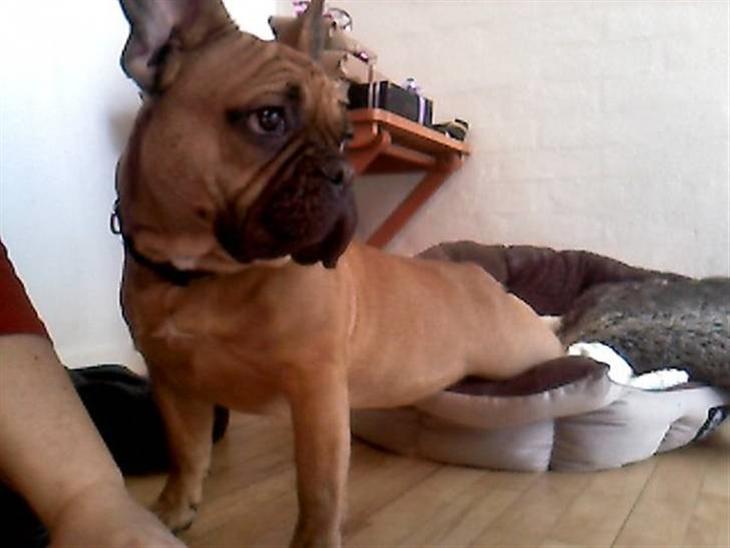 {{currentPhoto.altText}} billede {{currentPhoto.number}}