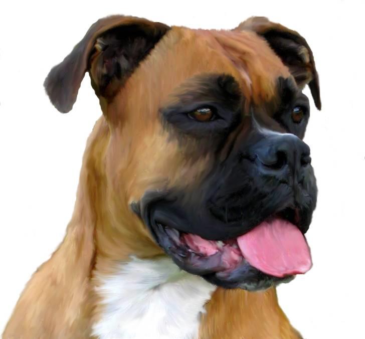 Tegninger af andres hunde - Boxer Carlos. billede 291