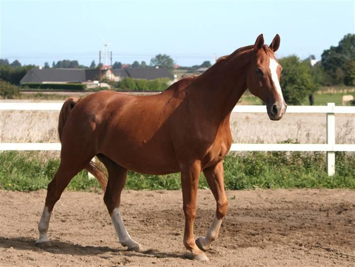 Dondee, himlen er blevet en stjerne rigere =( billede 2