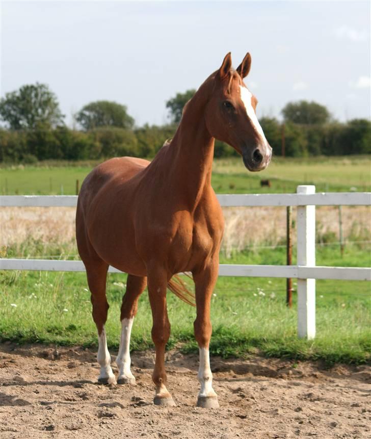 Dondee, himlen er blevet en stjerne rigere =( billede 3