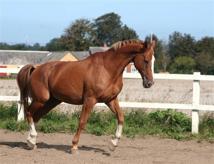 Dondee, himlen er blevet en stjerne rigere =( billede 4