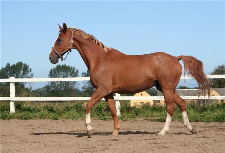 Dondee, himlen er blevet en stjerne rigere =( billede 5