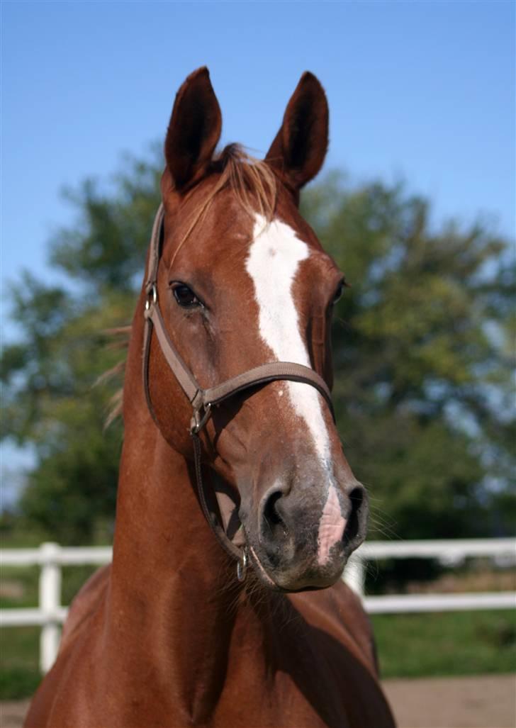 Dondee, himlen er blevet en stjerne rigere =( billede 6