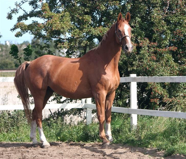 Dondee, himlen er blevet en stjerne rigere =( billede 7