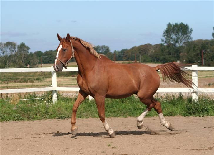 Dondee, himlen er blevet en stjerne rigere =( billede 8