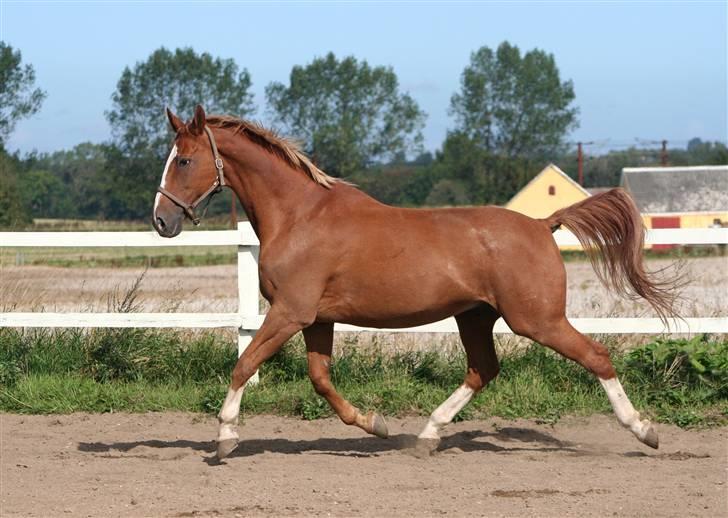 Dondee, himlen er blevet en stjerne rigere =( billede 9