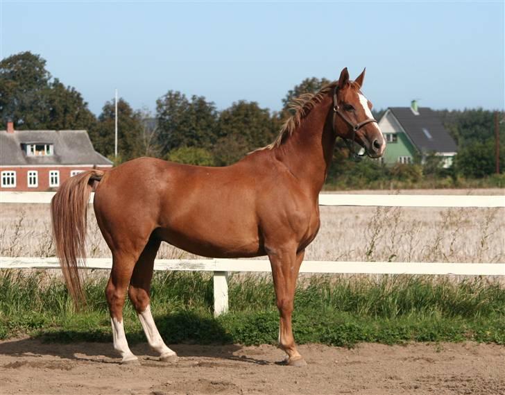 Dondee, himlen er blevet en stjerne rigere =( billede 10