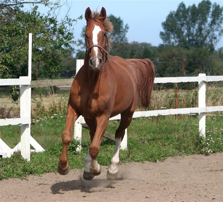 Dondee, himlen er blevet en stjerne rigere =( billede 11