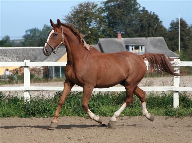 Dondee, himlen er blevet en stjerne rigere =( billede 12