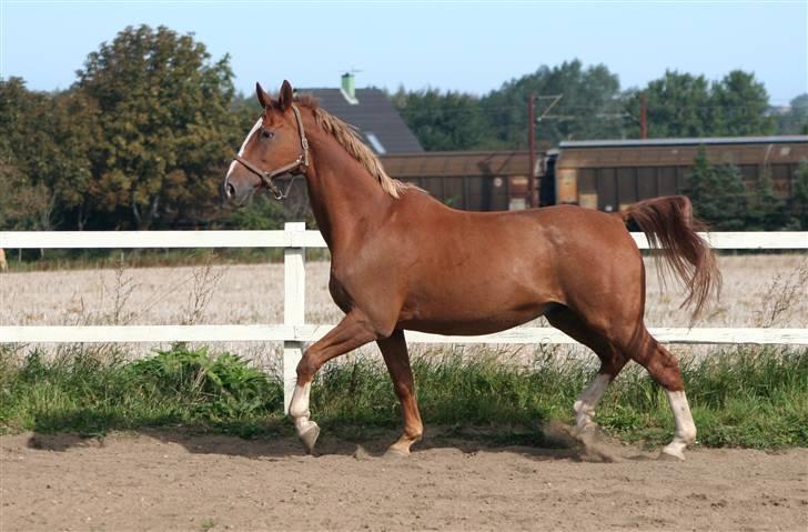 Dondee, himlen er blevet en stjerne rigere =( billede 13