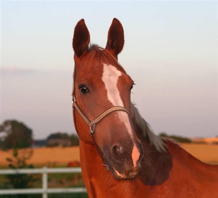 Dondee, himlen er blevet en stjerne rigere =( billede 15