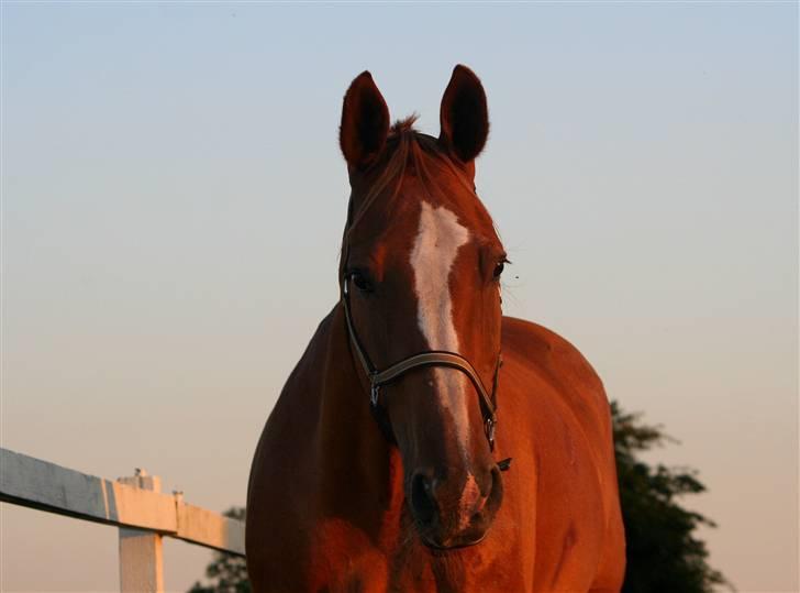 Dondee, himlen er blevet en stjerne rigere =( billede 16