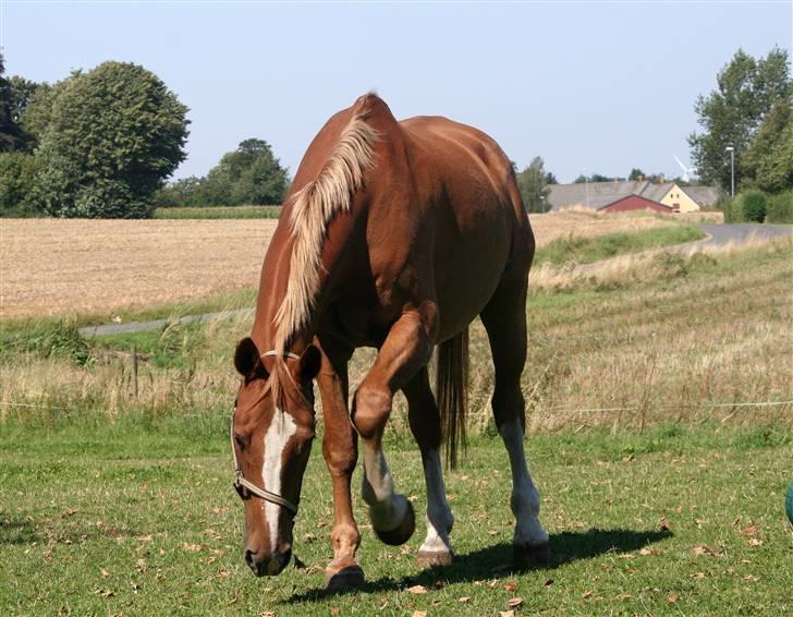 Dondee, himlen er blevet en stjerne rigere =( billede 17