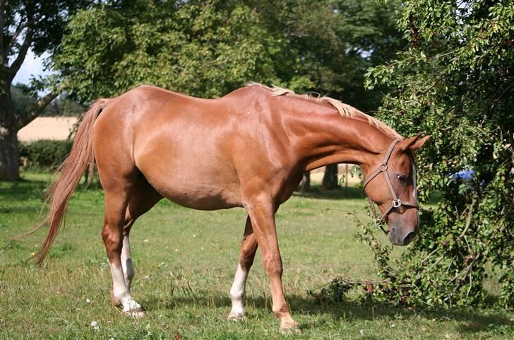 Dondee, himlen er blevet en stjerne rigere =( billede 18