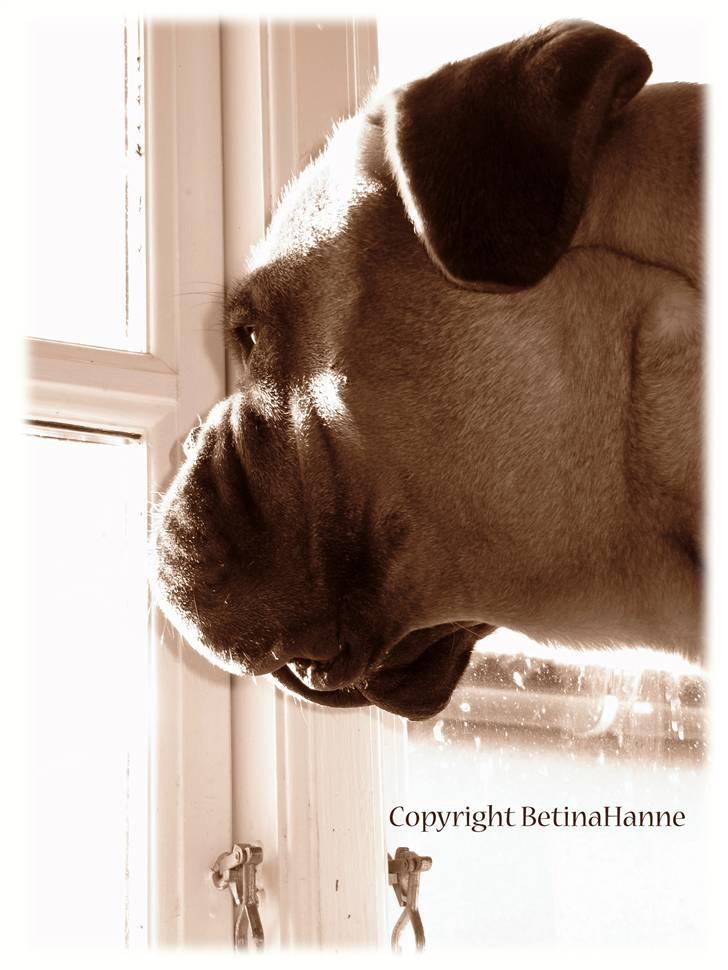 Mine 2 DdB'er billede 1