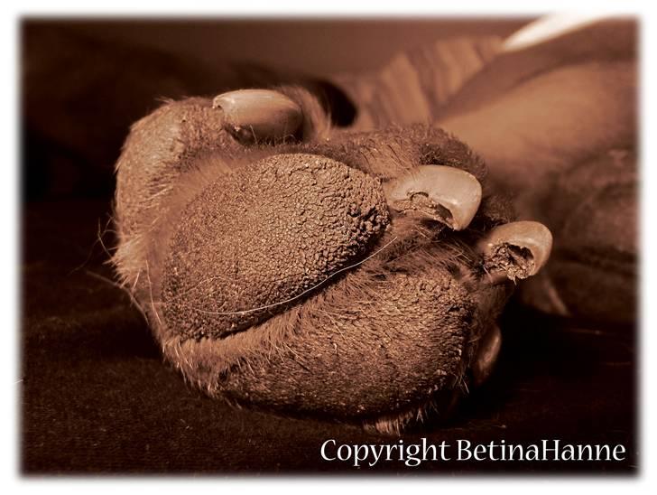 Mine 2 DdB'er billede 2