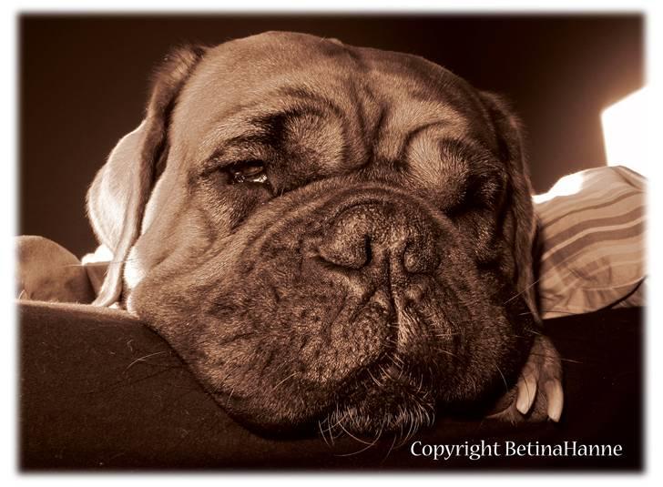 Mine 2 DdB'er billede 3