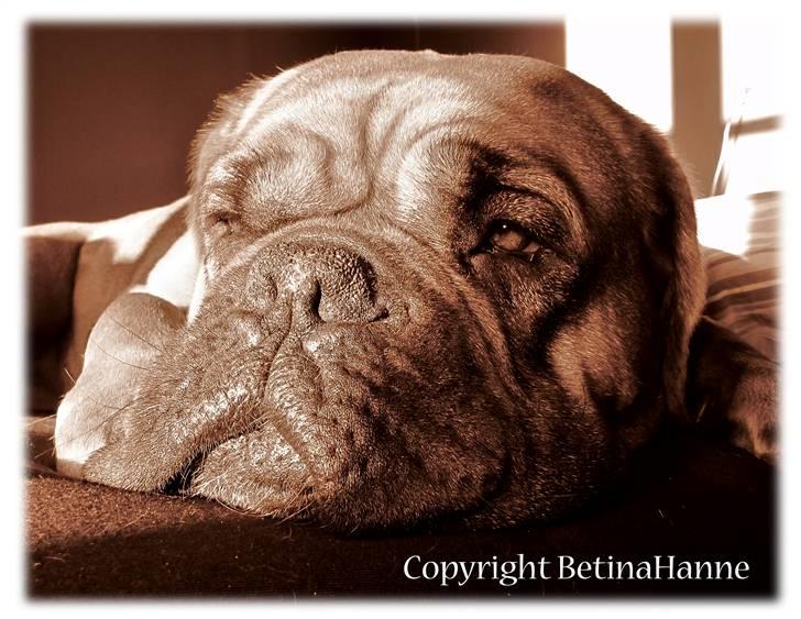 Mine 2 DdB'er billede 4