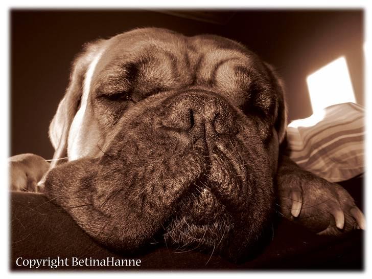 Mine 2 DdB'er billede 5