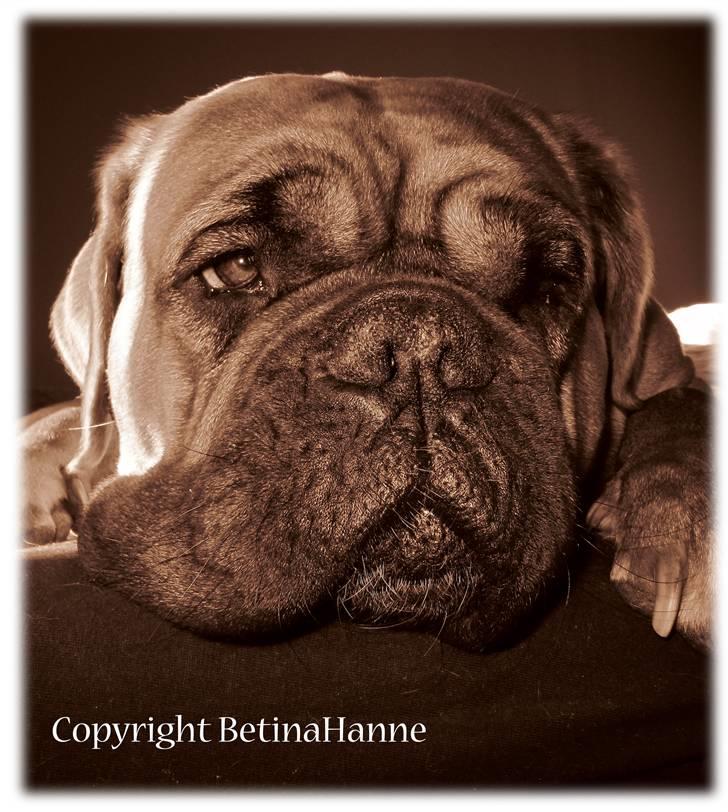 Mine 2 DdB'er billede 6