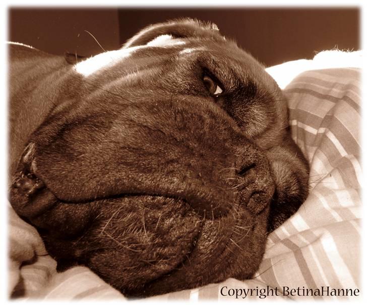 Mine 2 DdB'er billede 8