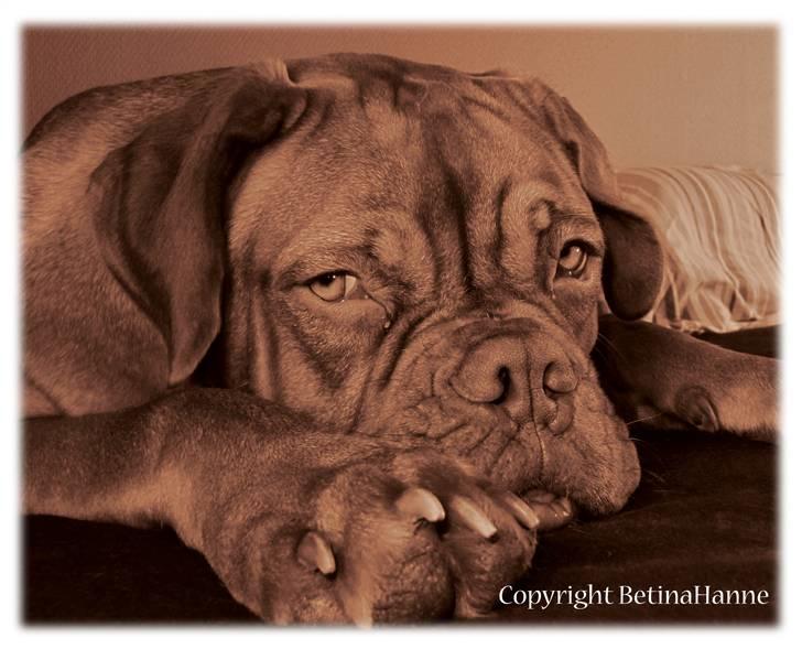 Mine 2 DdB'er billede 9