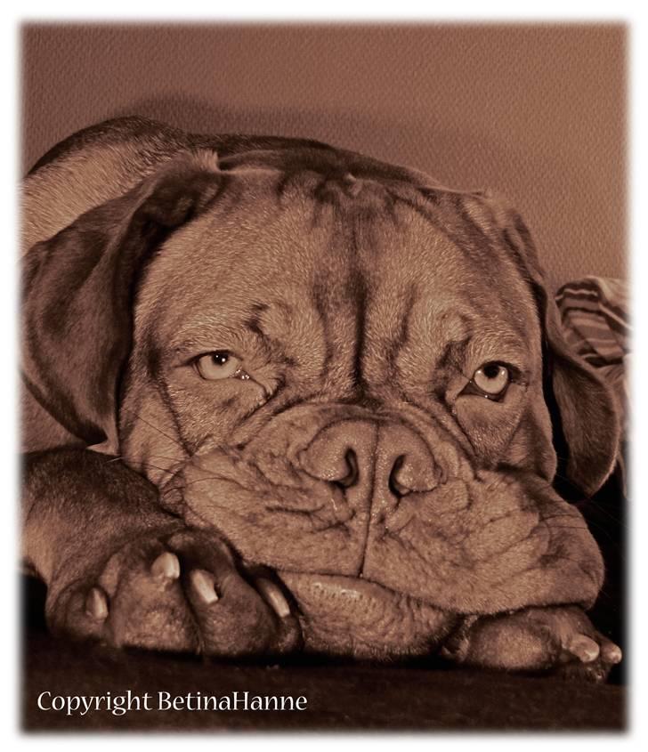 Mine 2 DdB'er billede 10