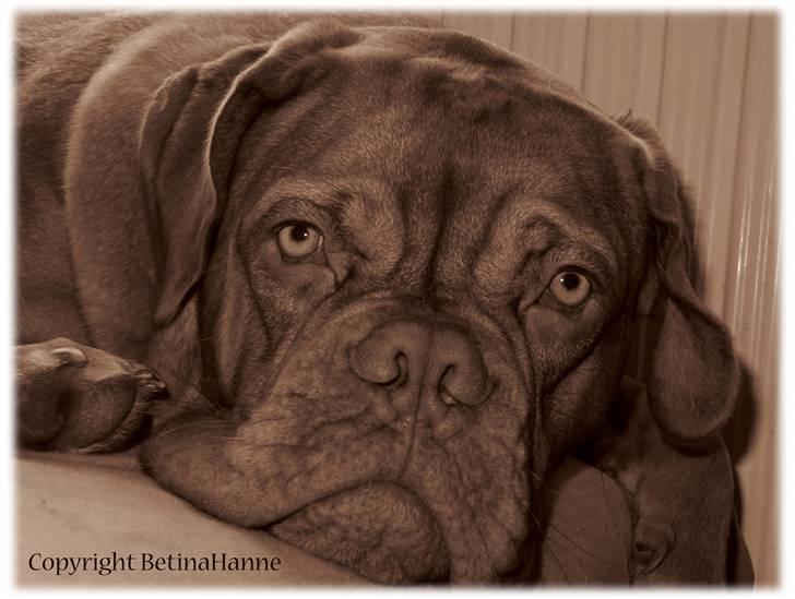 Mine 2 DdB'er billede 11