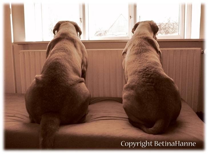 Mine 2 DdB'er billede 12