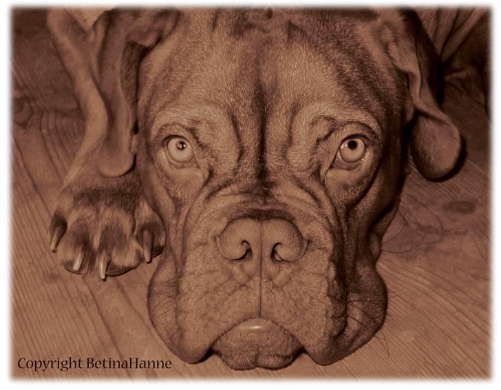 Mine 2 DdB'er billede 13