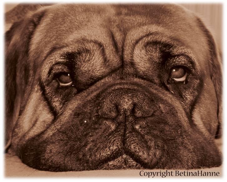 Mine 2 DdB'er billede 14