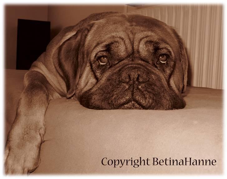 Mine 2 DdB'er billede 15