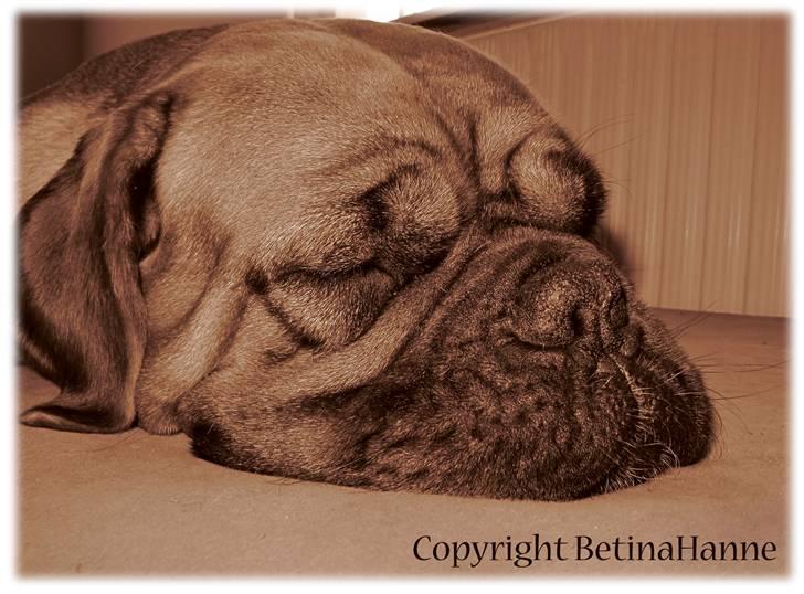 Mine 2 DdB'er billede 16