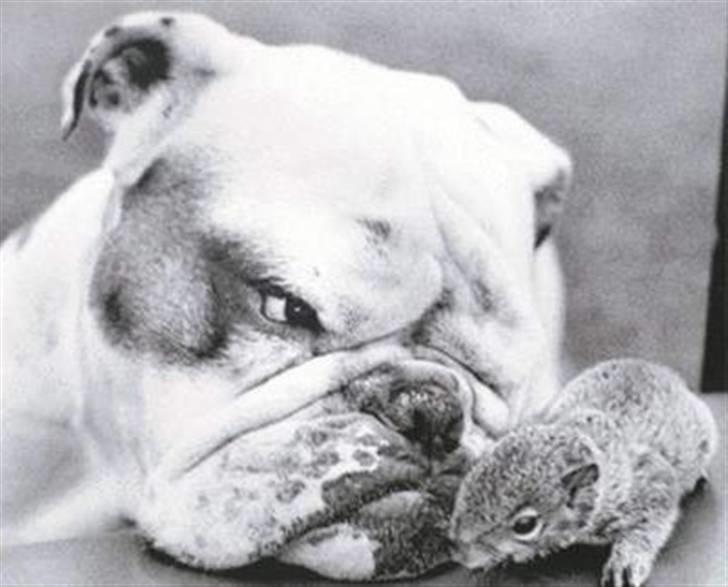 Diverse fjollerier - billede 5