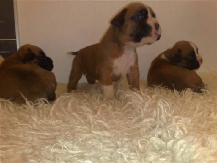 {{currentPhoto.altText}} billede {{currentPhoto.number}}