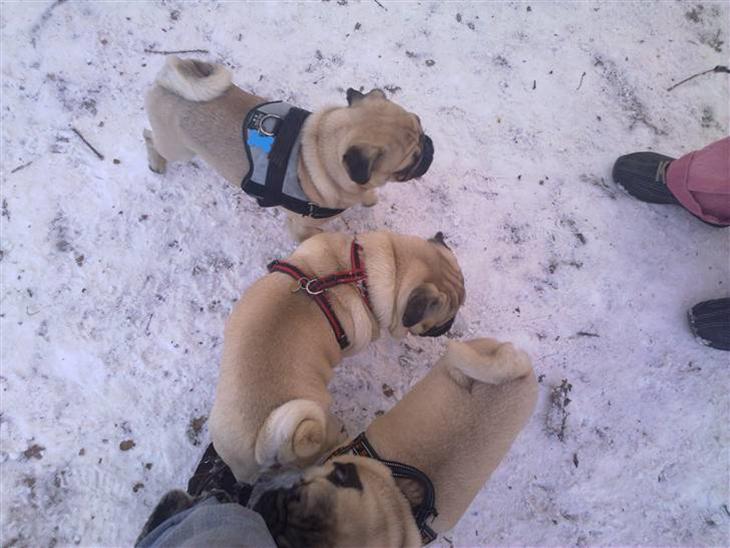 {{currentPhoto.altText}} billede {{currentPhoto.number}}