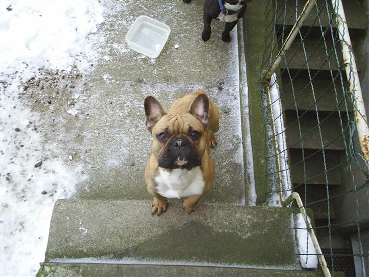 {{currentPhoto.altText}} billede {{currentPhoto.number}}