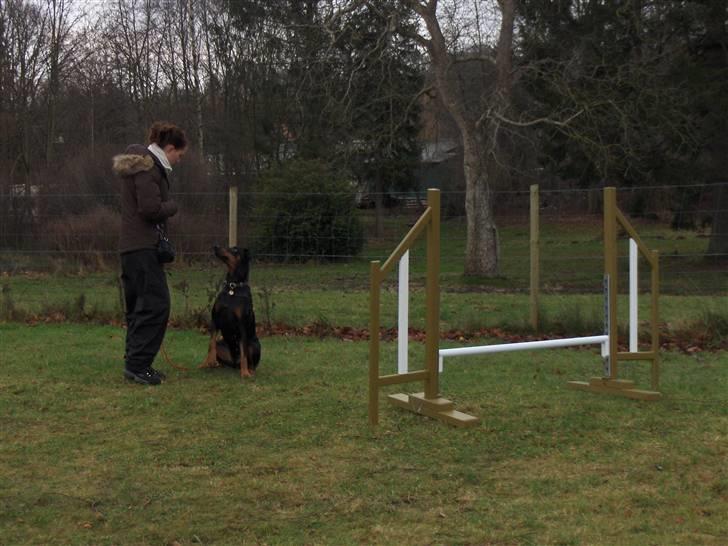 Amina på Træningsbanen / Soft Agility - Kontakt øvelser, forhindringer er sat sammen 3 og 3 nu. billede 16