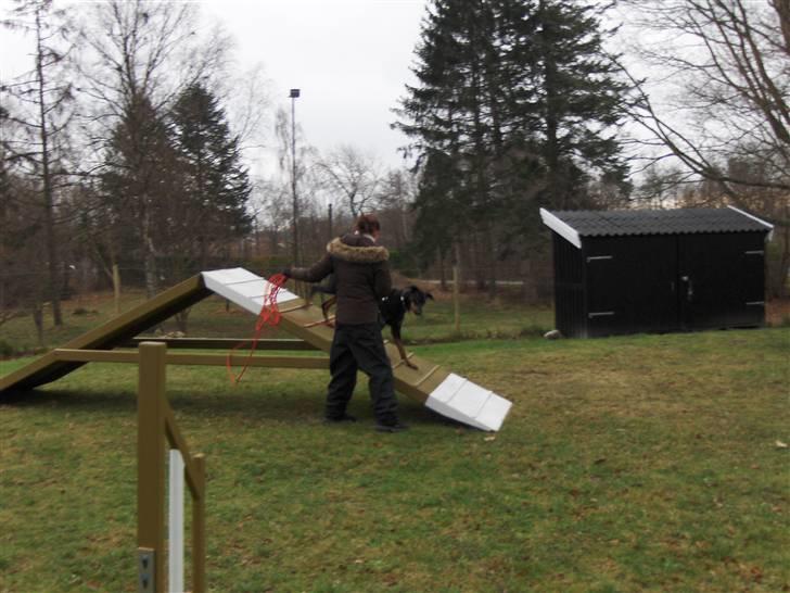 Amina på Træningsbanen / Soft Agility - A'et billede 17