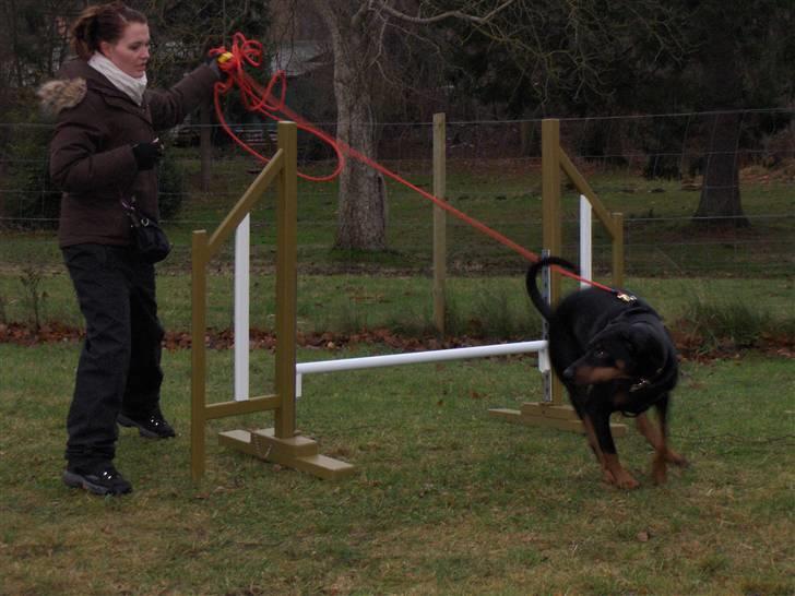Amina på Træningsbanen / Soft Agility - Spring - fuld fart fremad man skal huske at følge med eller bremse farten på Amina :o) billede 18