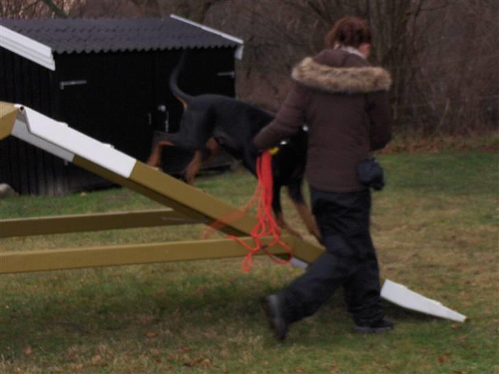 Amina på Træningsbanen / Soft Agility billede 19